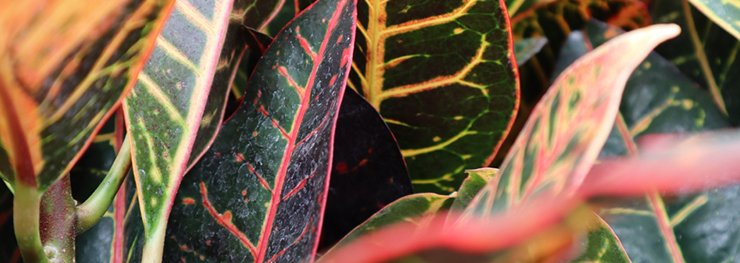 Care library 1 w ps description library 1